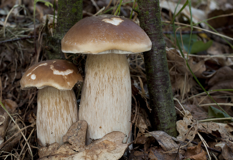 Boletus edulis